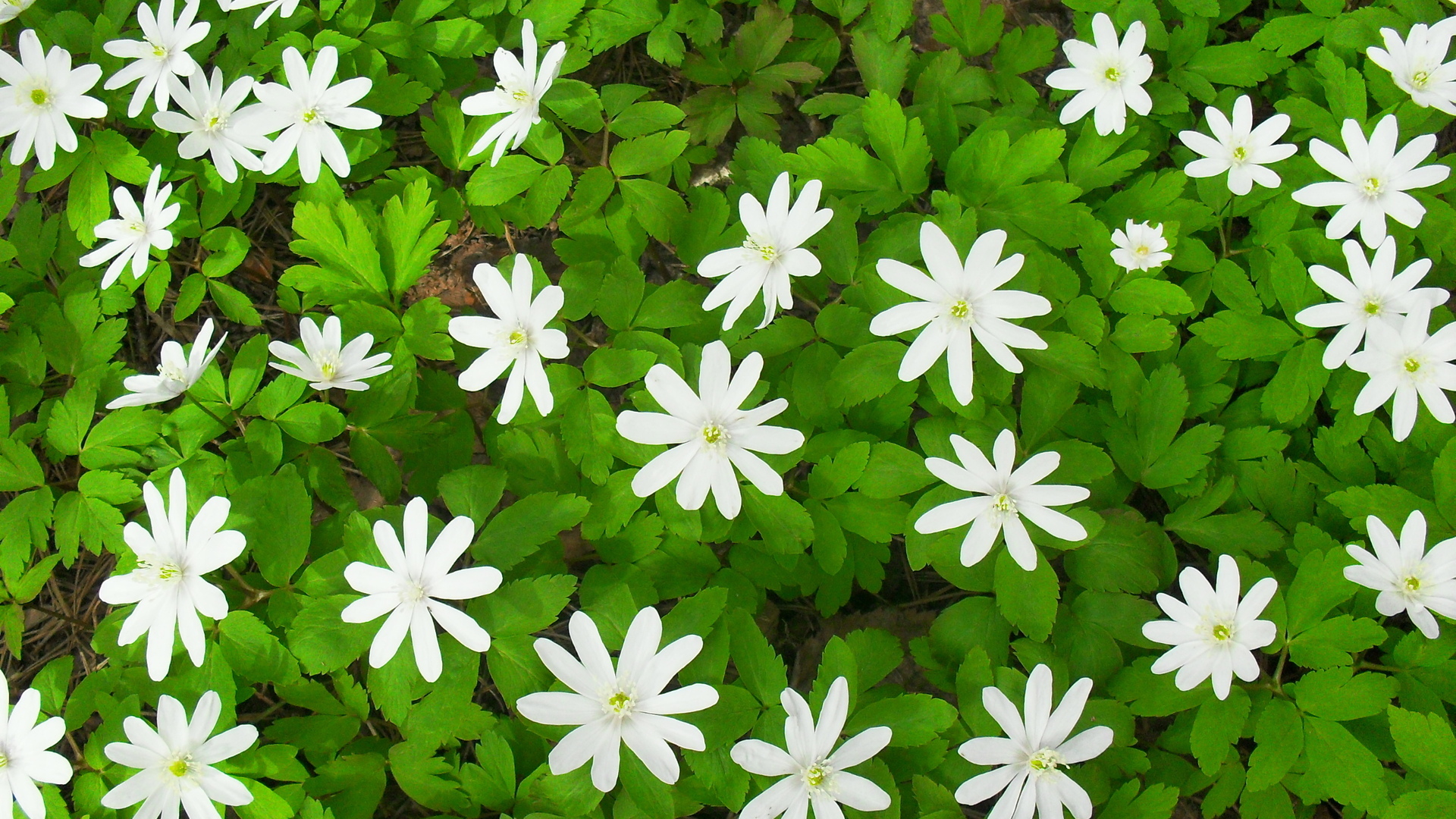 Белые Лесные весенние цветы