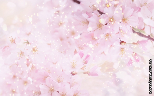 Flowers Pack (97 wallpapers)