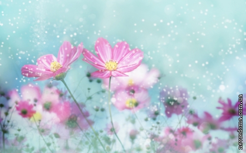 Flowers Pack (97 wallpapers)