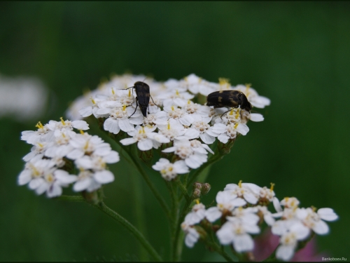 Insects (352 wallpapers)