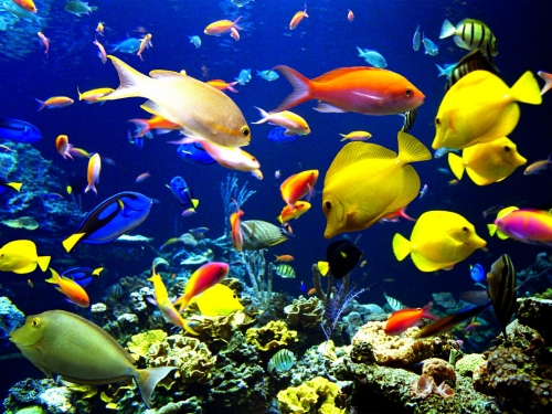 Wallpaper Collection (Underwater World) (116 wallpapers)