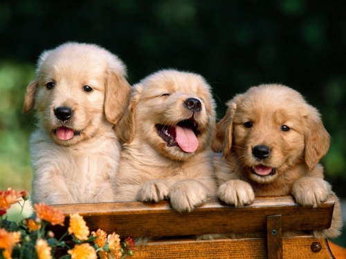 Dogs (166 wallpapers)