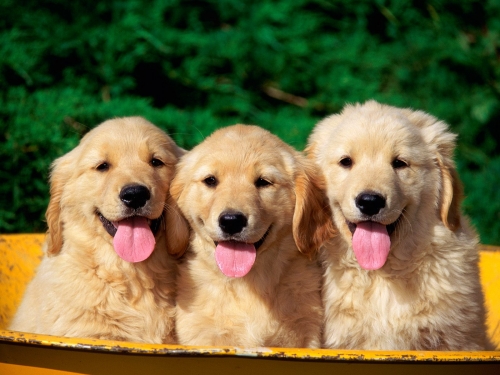 Dogs (166 wallpapers)