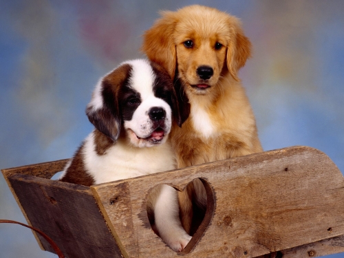 Dogs (166 wallpapers)