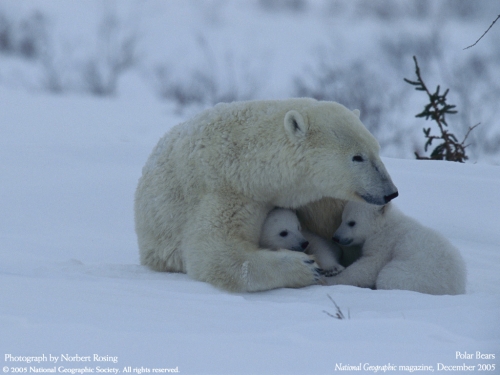 National Geographic Wallpapers (109 wallpapers)