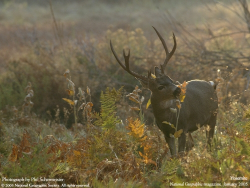 National Geographic Wallpapers (109 wallpapers)