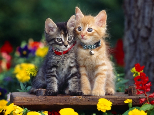 Wallpaper with cats (220 wallpapers)