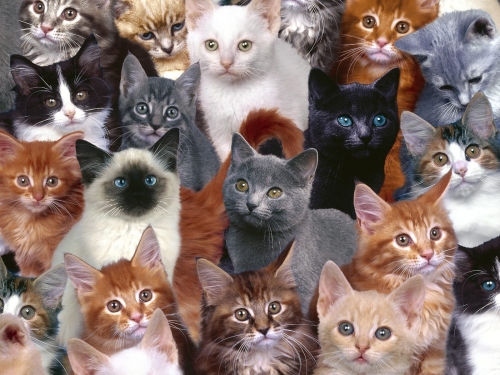 Wallpaper with cats (220 wallpapers)