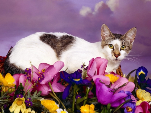 Wallpaper with cats (220 wallpapers)