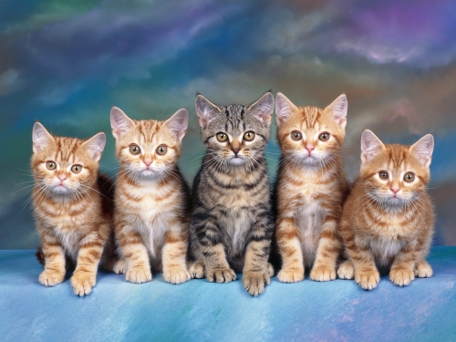 Wallpaper with cats (220 wallpapers)