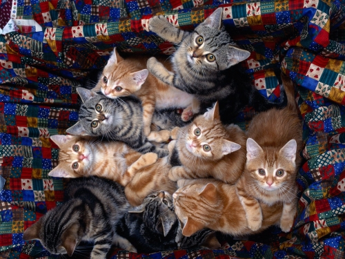 Wallpaper with cats (220 wallpapers)