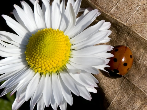 Macro shot: Flowers and plants (60 wallpapers)