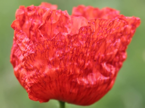 Macro shot: Flowers and plants (60 wallpapers)