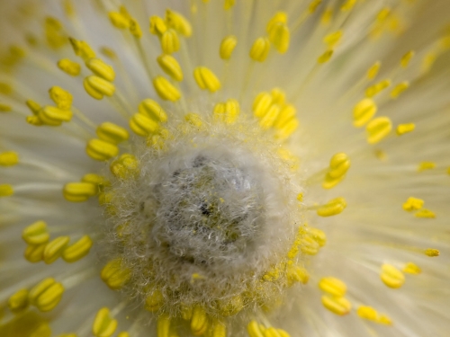 Macro shot: Flowers and plants (60 wallpapers)