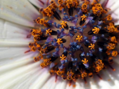 Macro shot: Flowers and plants (60 wallpapers)