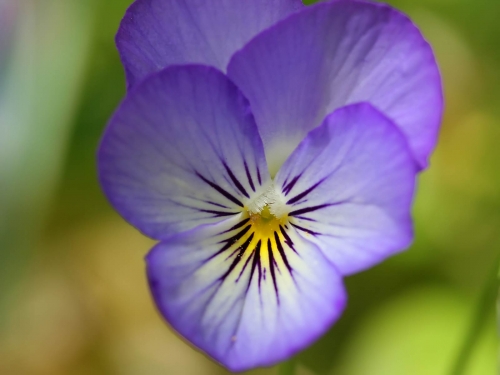 Macro shot: Flowers and plants (60 wallpapers)