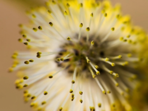 Macro shot: Flowers and plants (60 wallpapers)