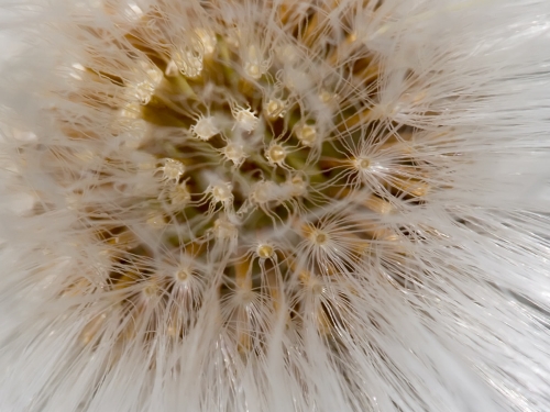 Macro shot: Flowers and plants (60 wallpapers)