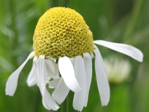 Macro shot: Flowers and plants (60 wallpapers)