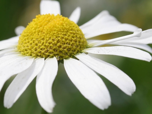 Macro shot: Flowers and plants (60 wallpapers)