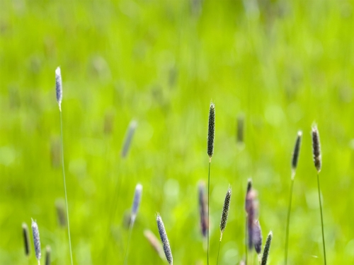 Macro shot: Flowers and plants (60 wallpapers)