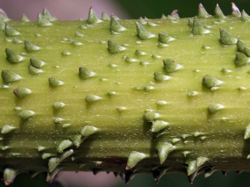 Macro shot: Flowers and plants (60 wallpapers)