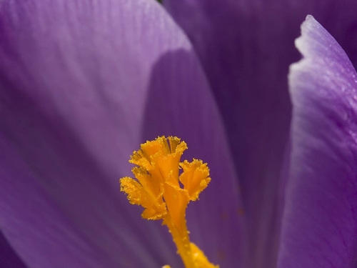 Macro shot: Flowers and plants (60 wallpapers)