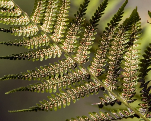 Macro shot: Flowers and plants (60 wallpapers)