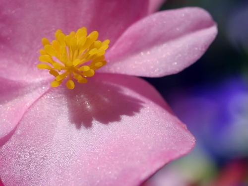 Macro shot: Flowers and plants (60 wallpapers)