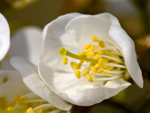 Macro shot: Flowers and plants (60 wallpapers)