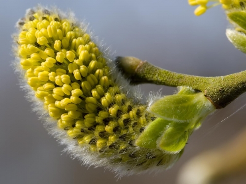 Macro shot: Flowers and plants (60 wallpapers)