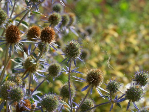 Macro shot: Flowers and plants (60 wallpapers)