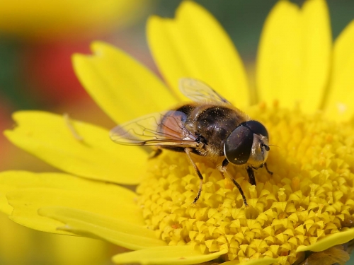 Macro shot: Flowers and plants (60 wallpapers)