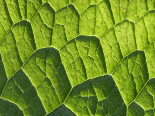 Macro shot: Flowers and plants (60 wallpapers)