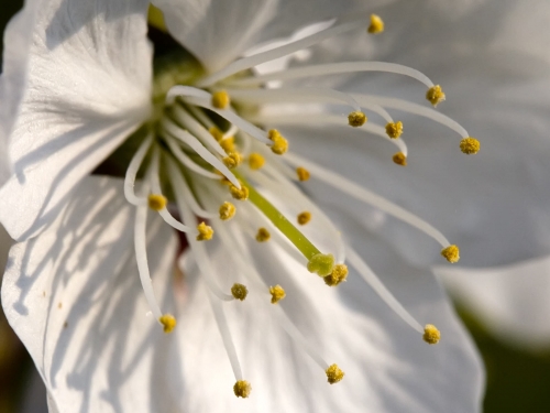 Macro shot: Flowers and plants (60 wallpapers)