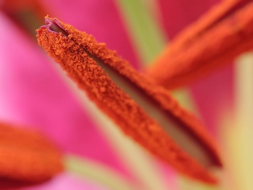 Macro shot: Flowers and plants (60 wallpapers)