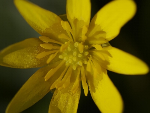 Macro shot: Flowers and plants (60 wallpapers)