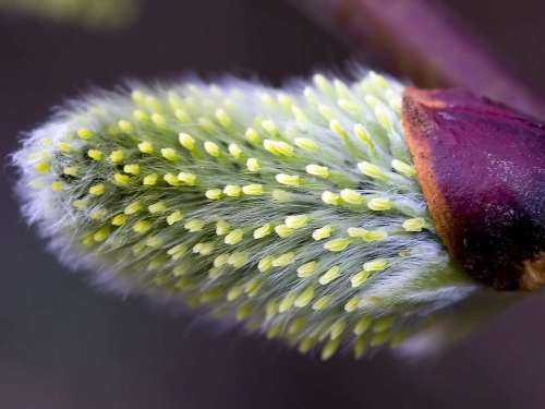 Macro shot: Flowers and plants (60 wallpapers)