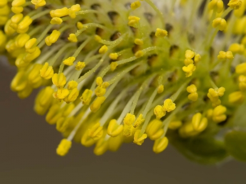 Macro shot: Flowers and plants (60 wallpapers)