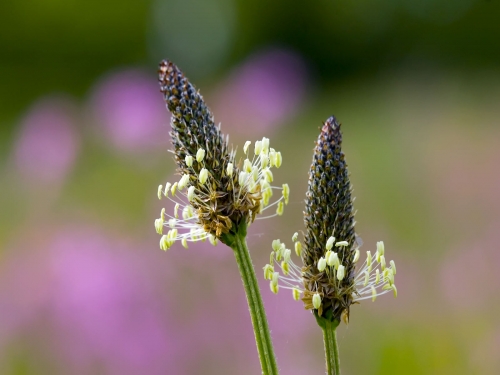 Macro shot: Flowers and plants (60 wallpapers)