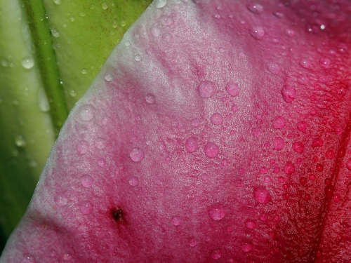 Macro shot: Flowers and plants (60 wallpapers)