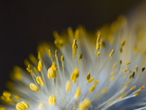 Macro shot: Flowers and plants (60 wallpapers)