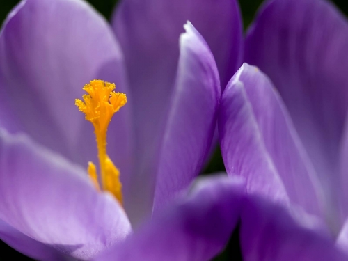 Macro shot: Flowers and plants (60 wallpapers)