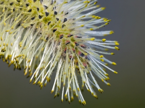 Macro shot: Flowers and plants (60 wallpapers)