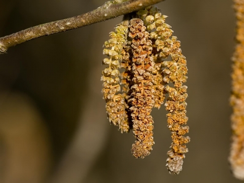 Macro shot: Flowers and plants (60 wallpapers)