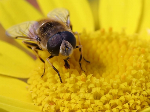 Macro shot: Flowers and plants (60 wallpapers)