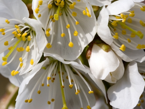 Macro shot: Flowers and plants (60 wallpapers)