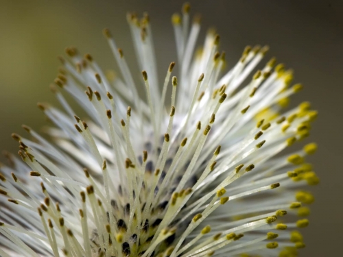 Macro shot: Flowers and plants (60 wallpapers)