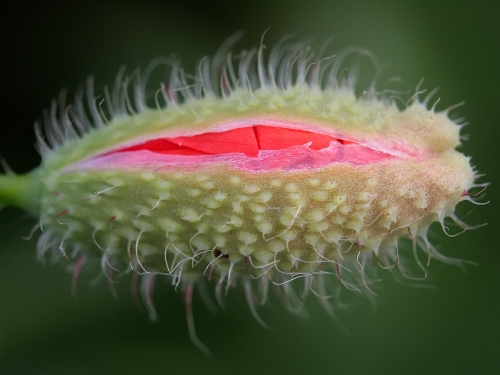 Macro shot: Flowers and plants (60 wallpapers)