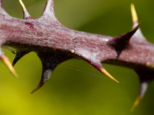 Macro shot: Flowers and plants (60 wallpapers)